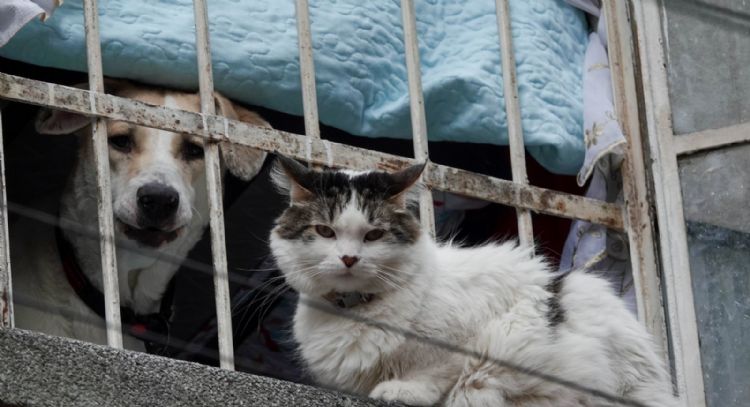 Avanza dictamen que reconoce a animales como seres sintientes en CDMX