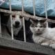 Avanza dictamen que reconoce a animales como seres sintientes en CDMX