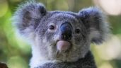 Foto ilustrativa de la nota titulada: Australia aprueba la primera vacuna del mundo para proteger a los koalas de la clamidia