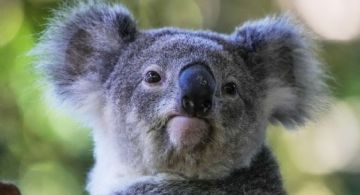 Australia aprueba la primera vacuna del mundo para proteger a los koalas de la clamidia