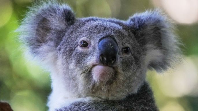 Australia aprueba la primera vacuna del mundo para proteger a los koalas de la clamidia