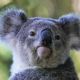 Australia aprueba la primera vacuna del mundo para proteger a los koalas de la clamidia