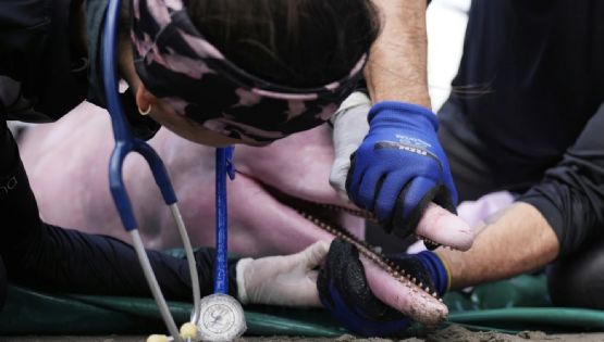 Delfines rosados en peligro de extinción enfrentan una creciente amenaza de mercurio en la Amazonía