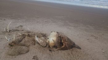 Confirman brote de influenza aviar H5 en Playa Bagdad, Matamoros; suman 400 aves muertas