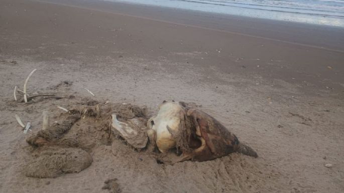 Confirman brote de influenza aviar H5 en Playa Bagdad, Matamoros; suman 400 aves muertas