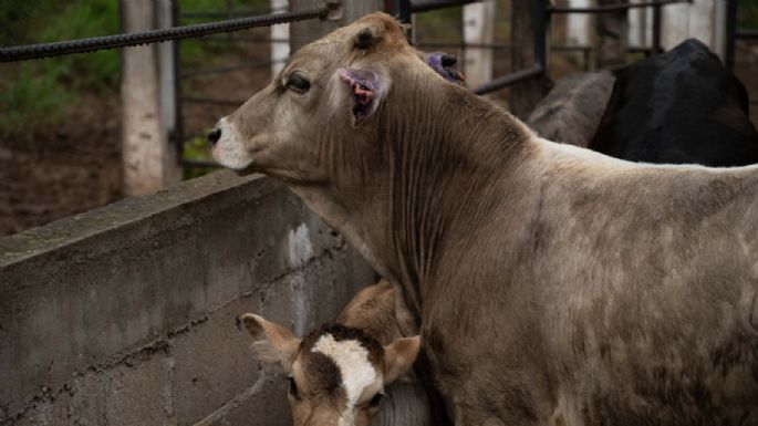 Atienden caso de Gusano Barrenador en Nuevo León y suspenden movilización de ganado