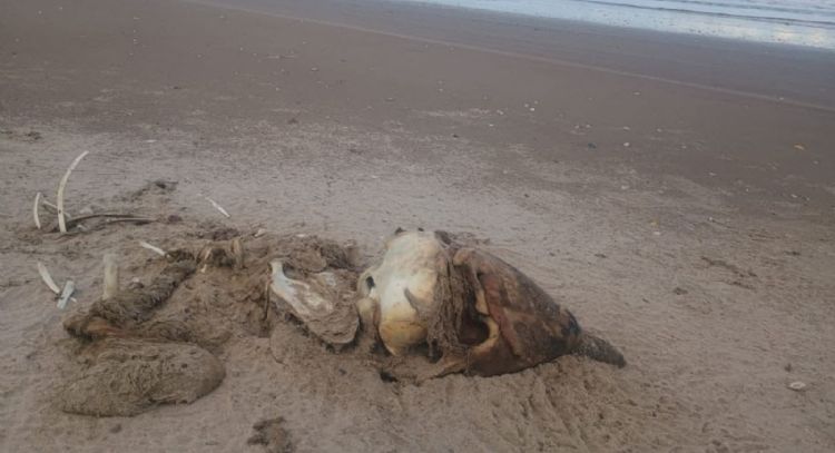 Confirman brote de influenza aviar H5 en Playa Bagdad, Matamoros; suman 400 aves muertas