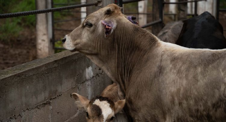 Atienden caso de Gusano Barrenador en Nuevo León y suspenden movilización de ganado