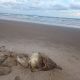 Confirman brote de influenza aviar H5 en Playa Bagdad, Matamoros; suman 400 aves muertas