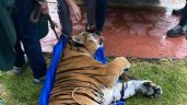 Foto ilustrativa de la nota titulada: Incautan dos leones y dos tigres a contratista favorito de Omar Fayad