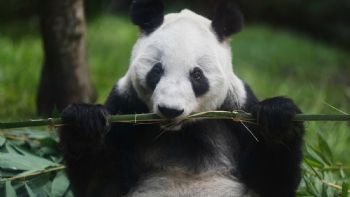 “Si se va ella, yo también”: cuidador de la osa panda Xin Xin en el zoológico de Chapultepec