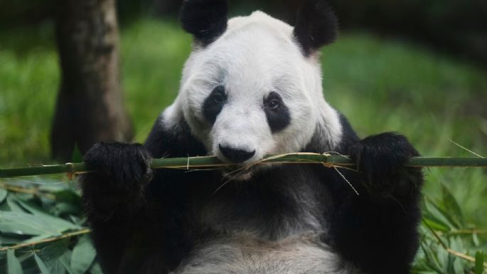 “Si se va ella, yo también”: cuidador de la osa panda Xin Xin en el zoológico de Chapultepec