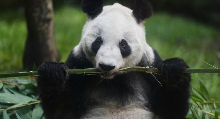 “Si se va ella, yo también”: cuidador de la osa panda Xin Xin en el zoológico de Chapultepec
