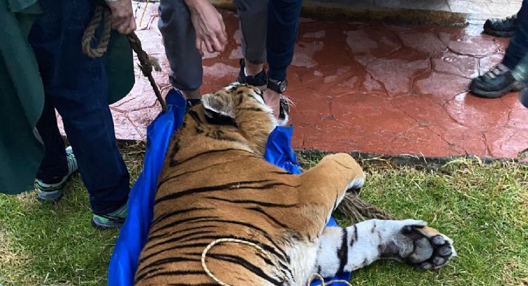 Incautan dos leones y dos tigres a contratista favorito de Omar Fayad