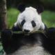 “Si se va ella, yo también”: cuidador de la osa panda Xin Xin en el zoológico de Chapultepec