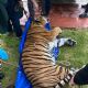 Incautan dos leones y dos tigres a contratista favorito de Omar Fayad