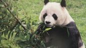 Foto ilustrativa de la nota titulada: Xin Xin, la última panda gigante en Latinoamérica, vive en el Zoológico de Chapultepec en CDMX
