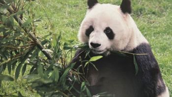 Xin Xin, la última panda gigante en Latinoamérica, vive en el Zoológico de Chapultepec