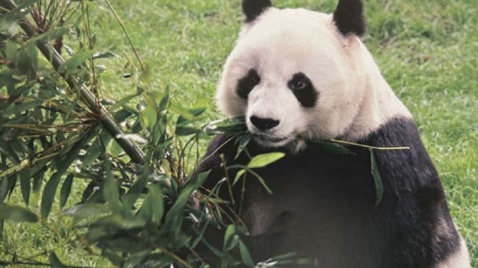 Xin Xin, la última panda gigante en Latinoamérica, vive en el Zoológico de Chapultepec en CDMX