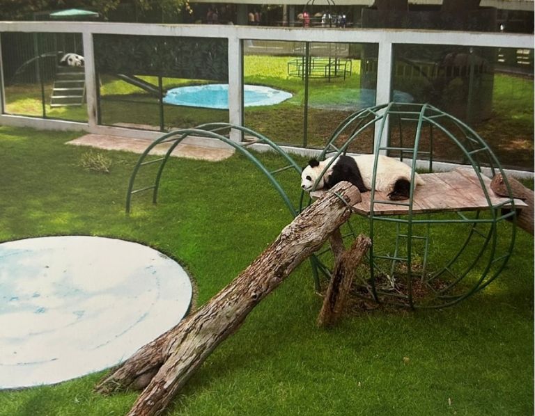 Xin Xin, la última panda gigante en Latinoamérica, vive en el Zoológico de Chapultepec