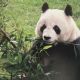 Xin Xin, la última panda gigante en Latinoamérica, vive en el Zoológico de Chapultepec