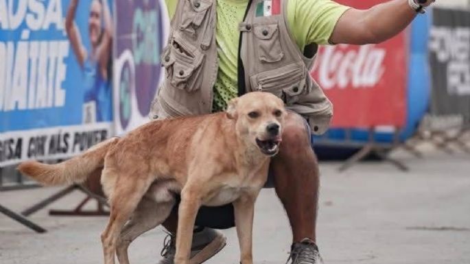 Muere envenenado “Chicles”, el perrito ganador de maratones en Tijuana