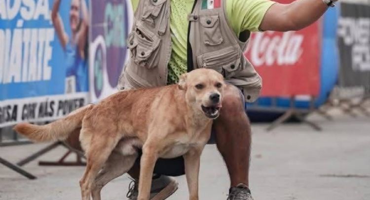 Muere envenenado “Chicles”, el perrito ganador de maratones en Tijuana