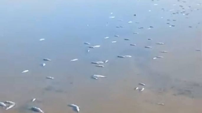 La Laguna Madre, un santuario en riesgo por mortandad masiva de especies