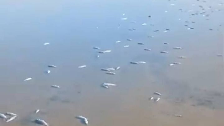 La Laguna Madre, un santuario en riesgo por mortandad masiva de especies