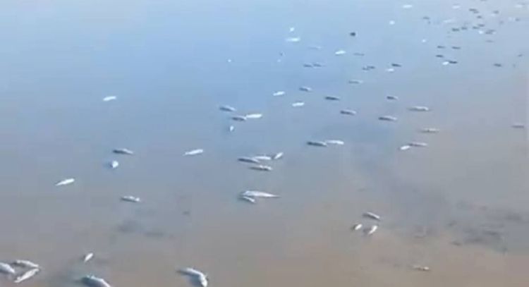 La Laguna Madre, un santuario en riesgo por mortandad masiva de especies