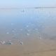 La Laguna Madre, un santuario en riesgo por mortandad masiva de especies