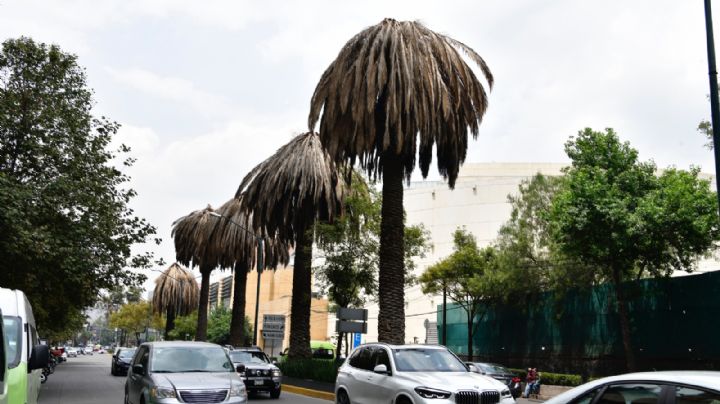 Anuncian plan para retirar palmeras “enfermas” en la CDMX