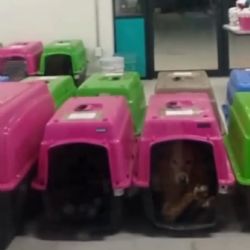 Bloquean acceso al Deportivo Galeana por presunto traslado de perros sin condiciones adecuadas