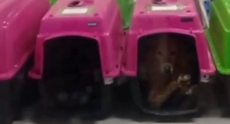 Bloquean acceso al Deportivo Galeana por presunto traslado de perros sin condiciones adecuadas