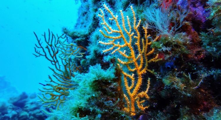 Entra en vigor el Tratado de Biodiversidad en Alta Mar con la ratificación de 83 países