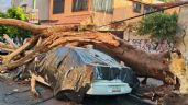 Foto ilustrativa de la nota titulada: Brugada reporta saldo blanco en CDMX tras sismo magnitud 6.5 (Video)