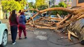 Foto ilustrativa de la nota titulada: Reportan incendio, caída de árbol sobre un auto y fuga de gas tras sismo de 6.5 en CDMX (Video)