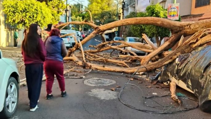 Reportan incendio, caída de árbol sobre un auto y fuga de gas tras sismo de 6.5 en CDMX (Video)