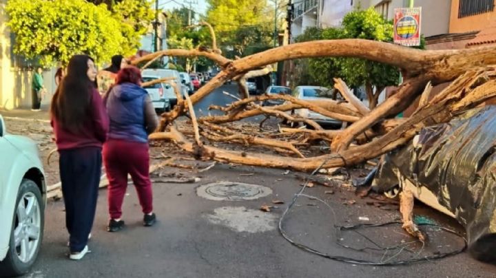 Reportan incendio, caída de árbol sobre un auto y fuga de gas tras sismo de 6.5 en CDMX (Video)