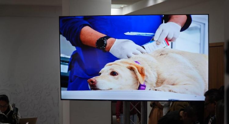 Caso Refugio Franciscano: 171 perros reciben atención médica prioritaria y seis murieron