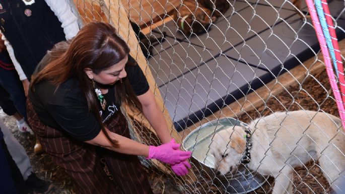 Brugada llama a la ciudadanía a sumar ideas por el bienestar animal