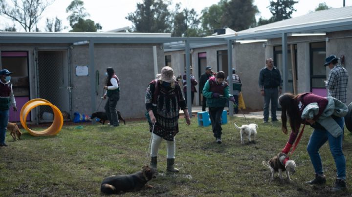 Refugios de animales en la CDMX: regulación sin apoyo real del Estado a rescatistas