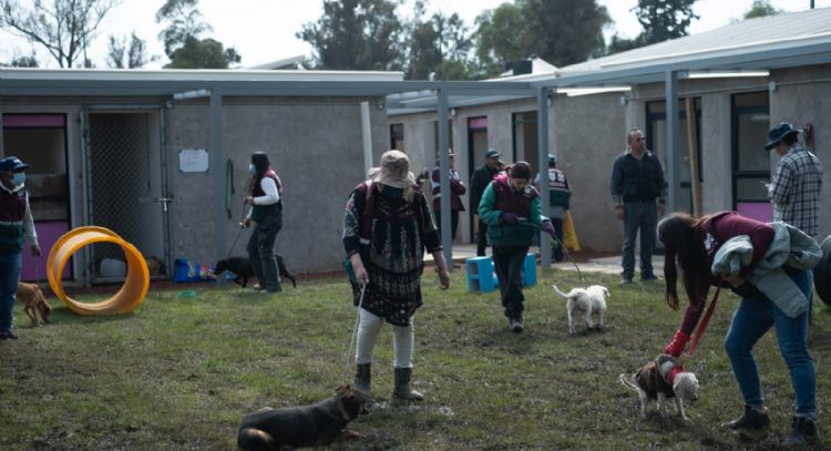 Refugios de animales en la CDMX: regulación sin apoyo real del Estado a rescatistas