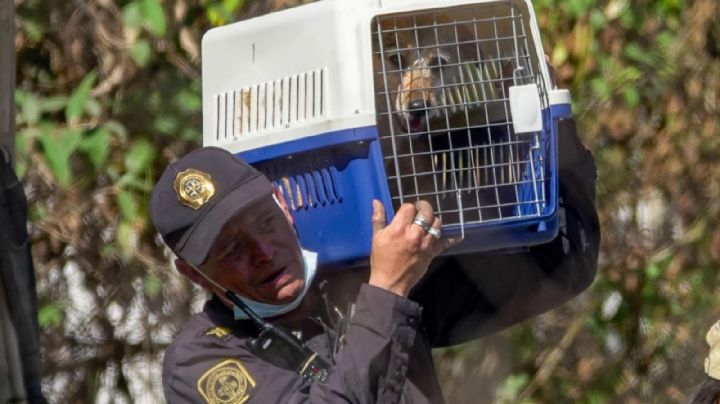 Rescatan animales maltratados del Refugio Franciscano en Cuajimalpa