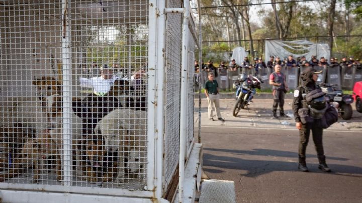 Gobierno de CDMX retira y resguarda animales maltratados del Refugio Franciscano en Cuajimalpa 
