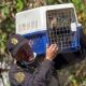 Rescatan animales maltratados del Refugio Franciscano en Cuajimalpa