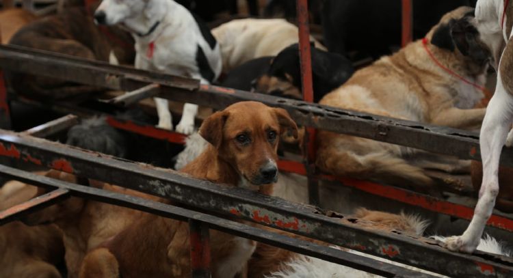 Disputa por predio no debe distraer del maltrato animal en Refugio Franciscano: activista