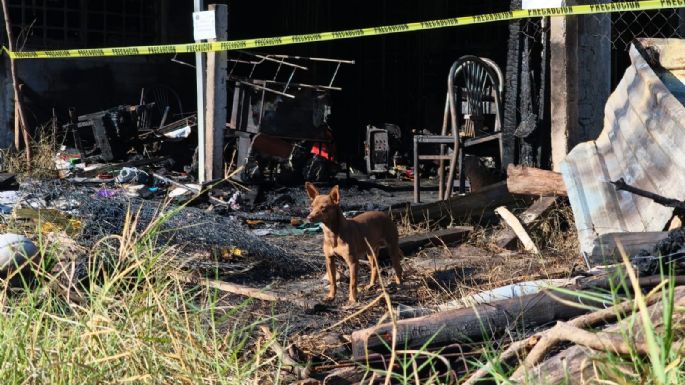 Perrito Canelo sobrevive y cuida escombros tras incendio en que murió una familia en Chilpancingo