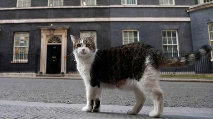 El “primer felino” Larry cumple 15 años como el gato más destacado de la política británica (Video)