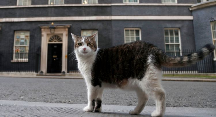 El “primer felino” Larry cumple 15 años como el gato más destacado de la política británica (Video)